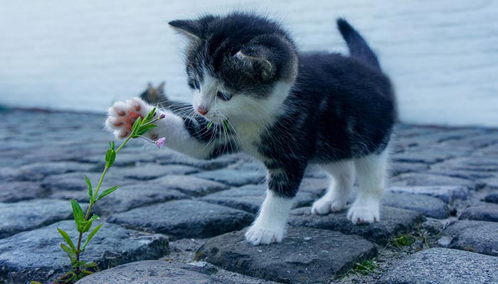 November 13, #WorldKindnessDay