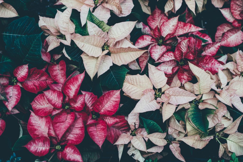 pointsettia 