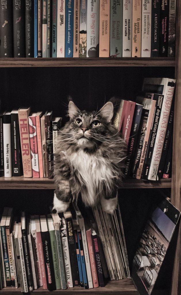 books and cat